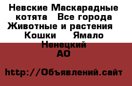 Невские Маскарадные котята - Все города Животные и растения » Кошки   . Ямало-Ненецкий АО